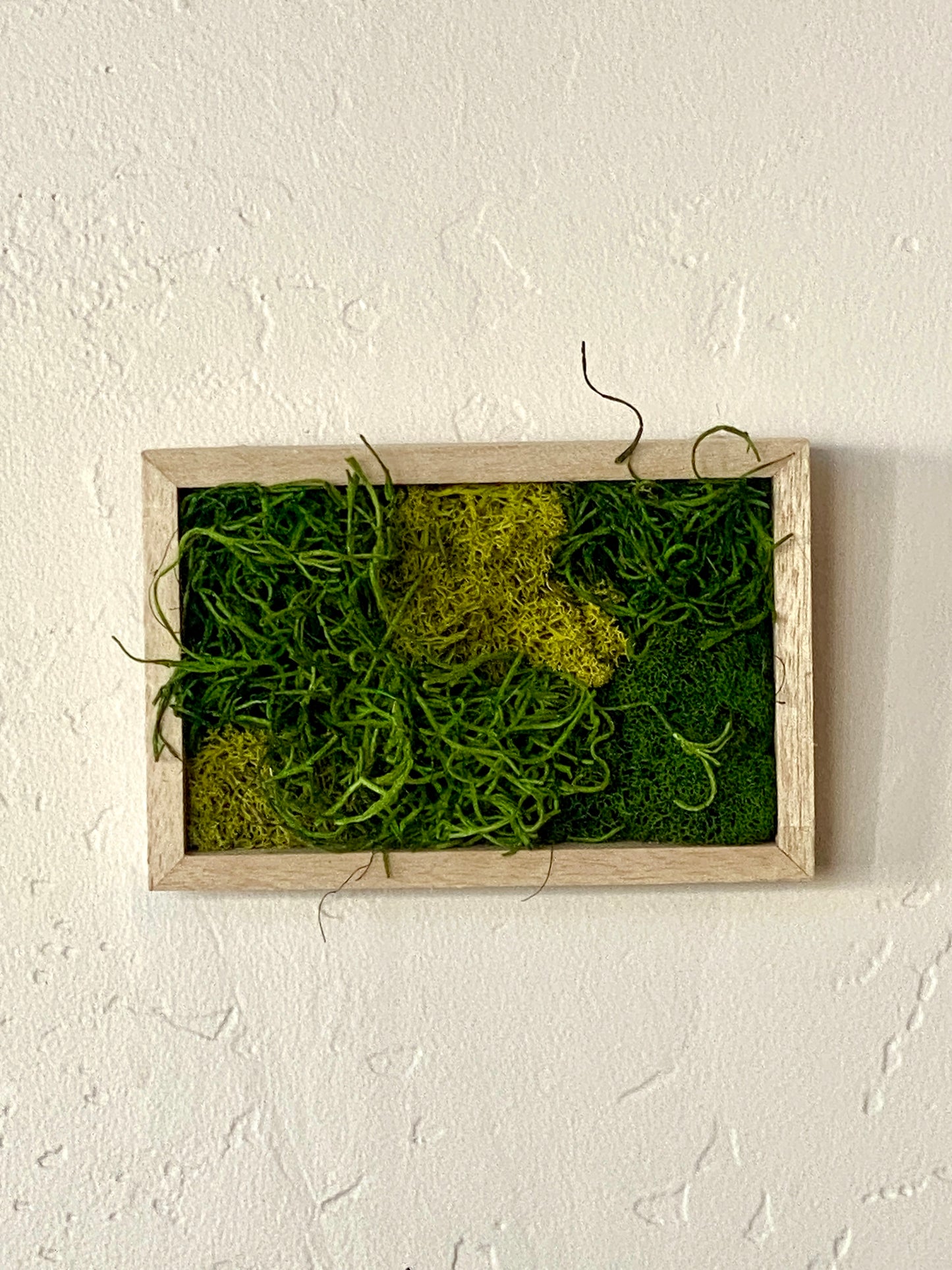 MOSS FRAME