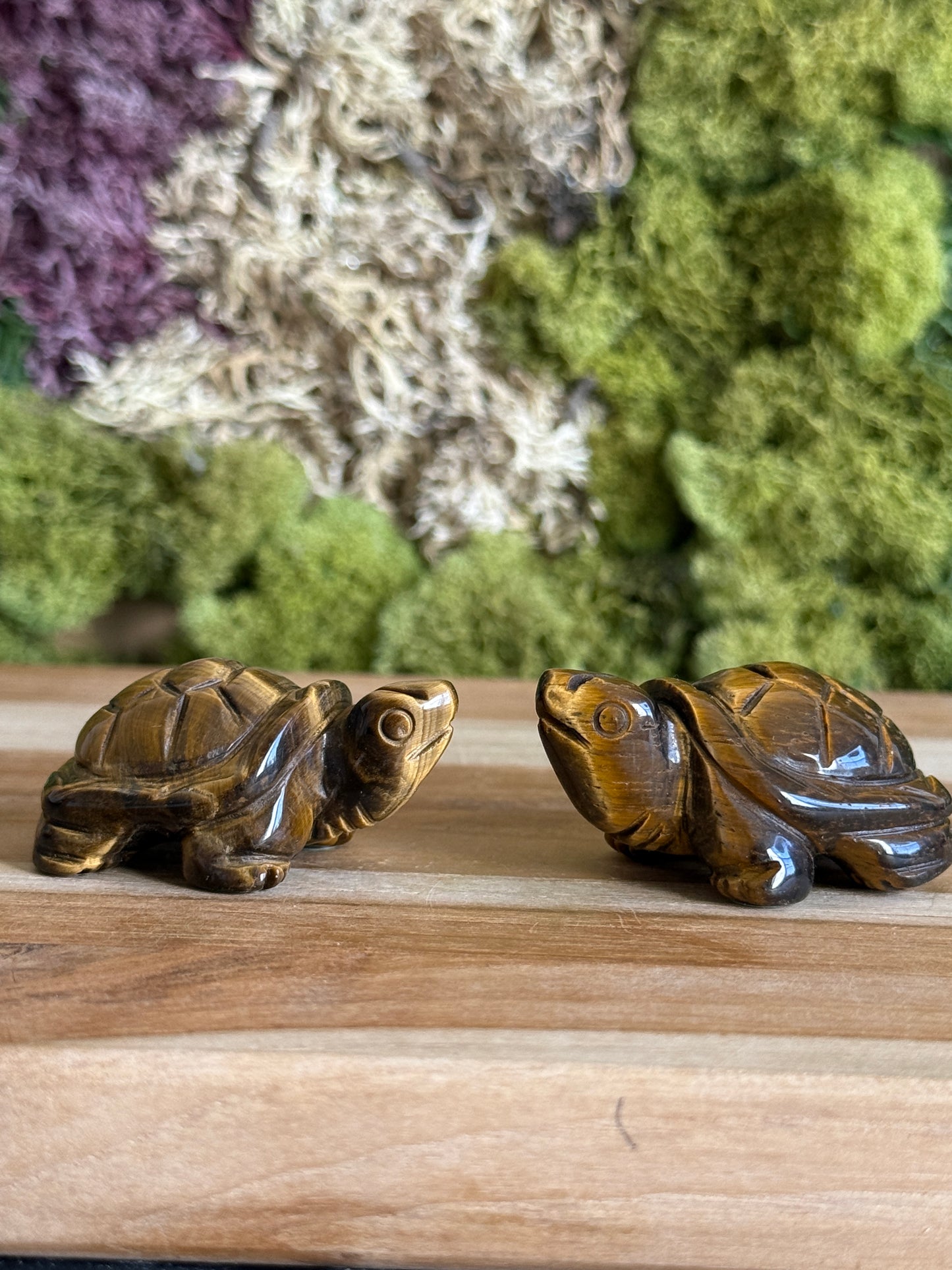 TIGERS EYE TURTLE
