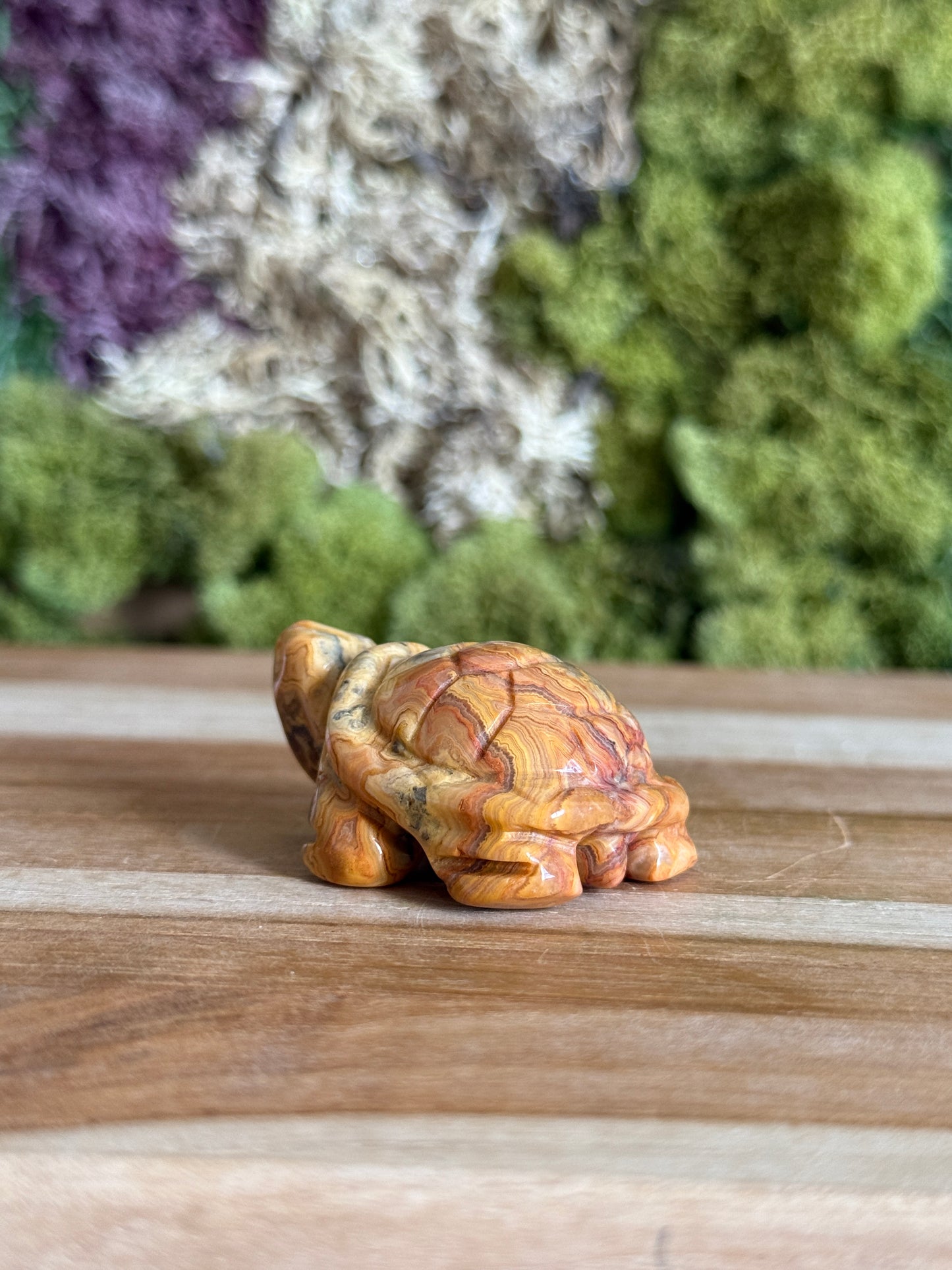 JASPER TURTLE