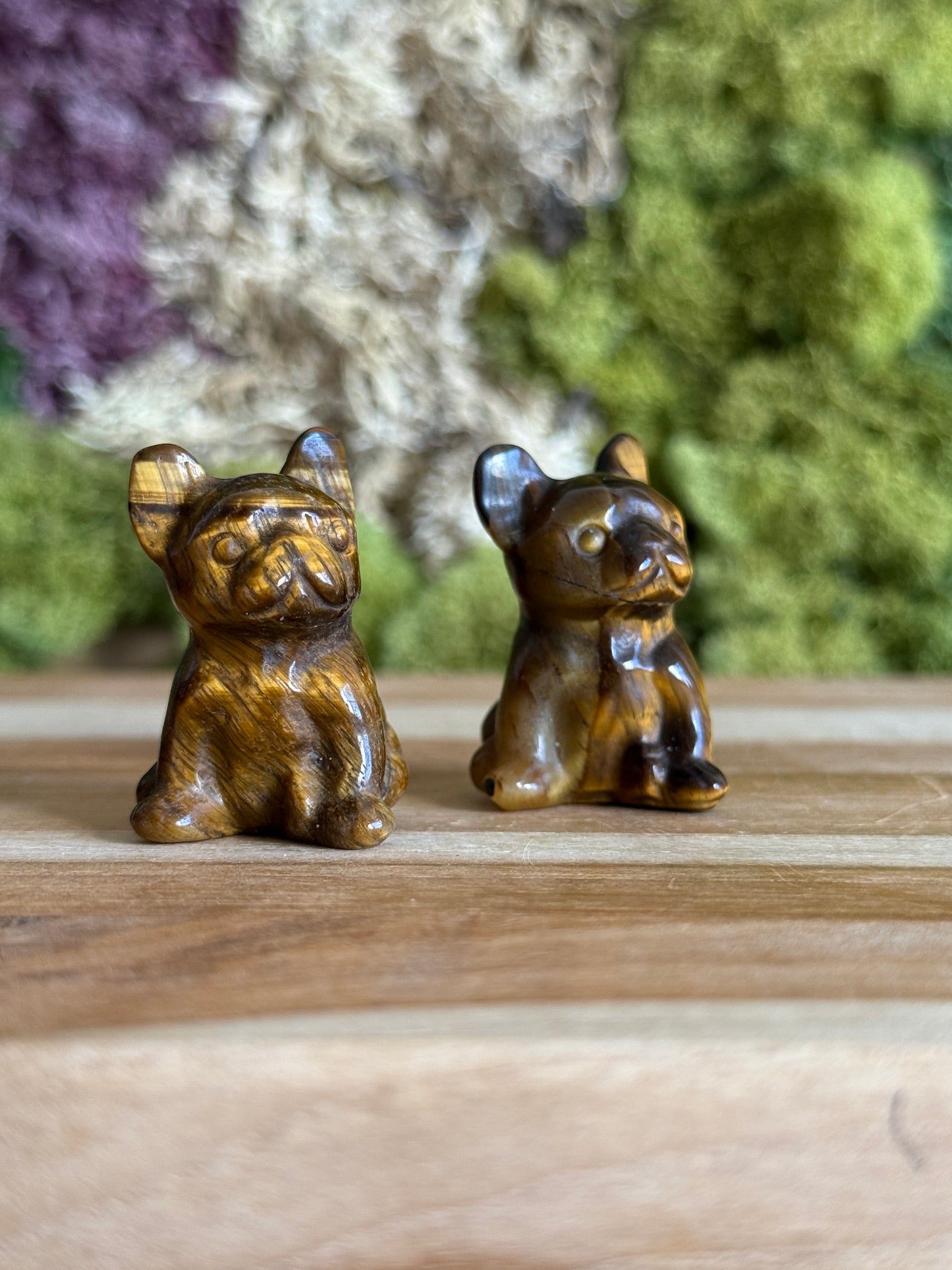 TIGERS EYE FRENCHIE