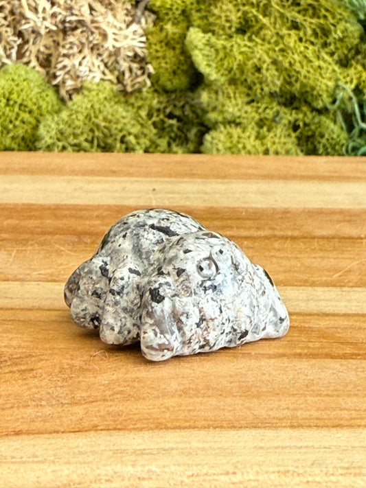 KIWI JASPER SPIDER