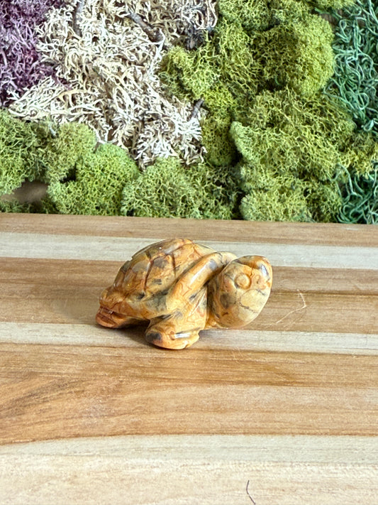 JASPER TURTLE