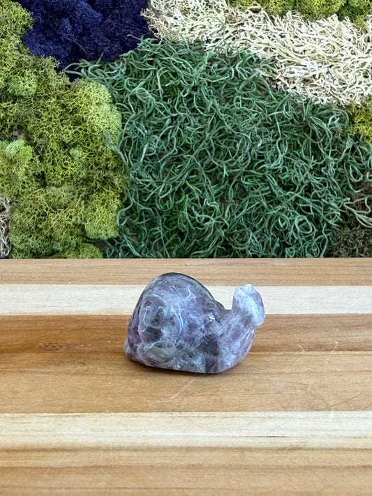 AMETHYST SNAIL